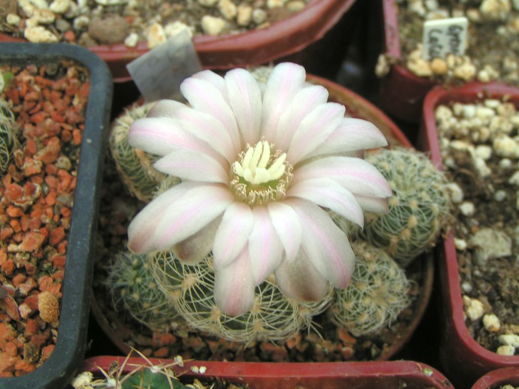 Gymnocalycium bruchii